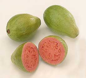 GUAYABA - GUAVATA
